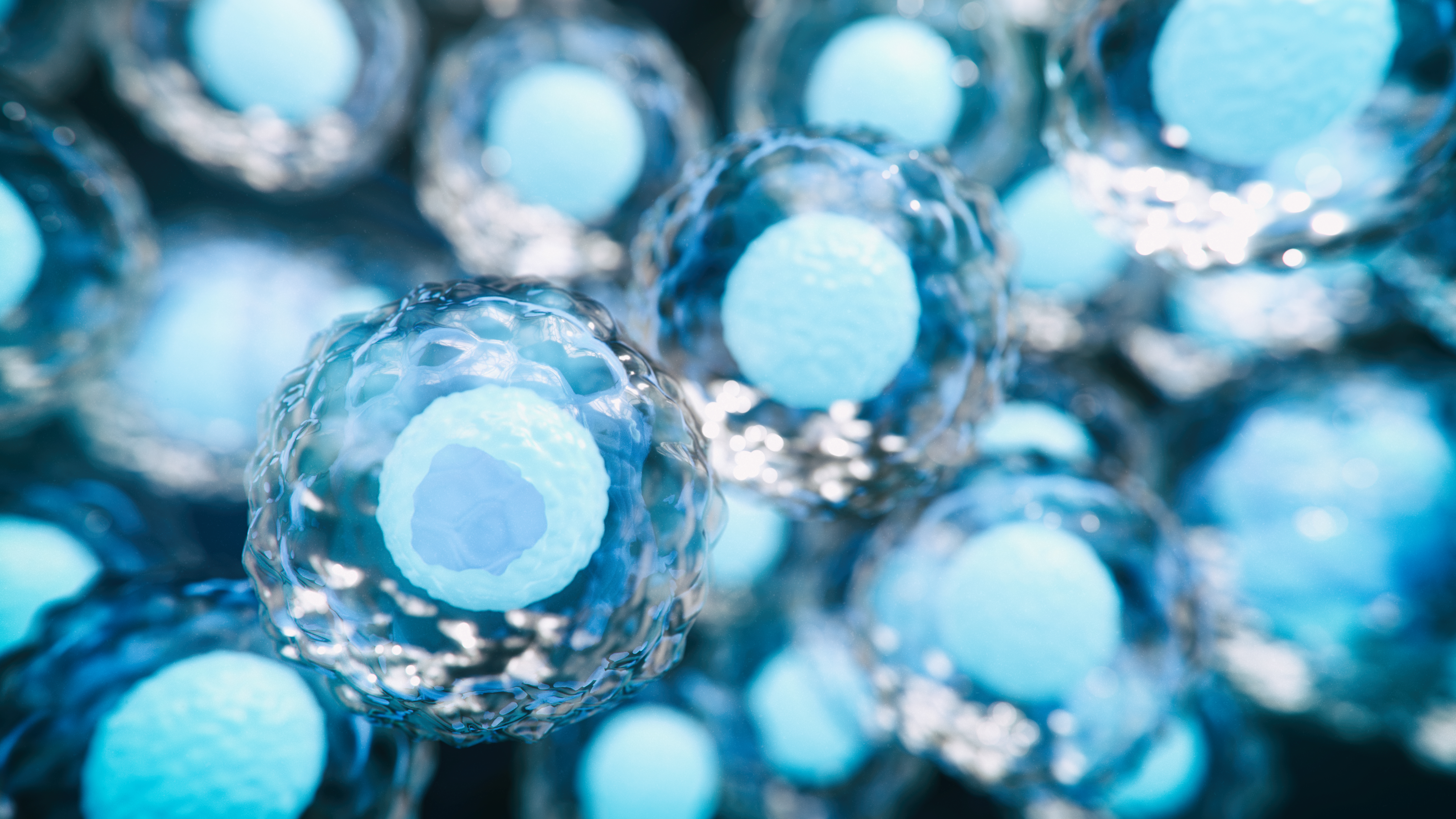 Cell therapy under microscope